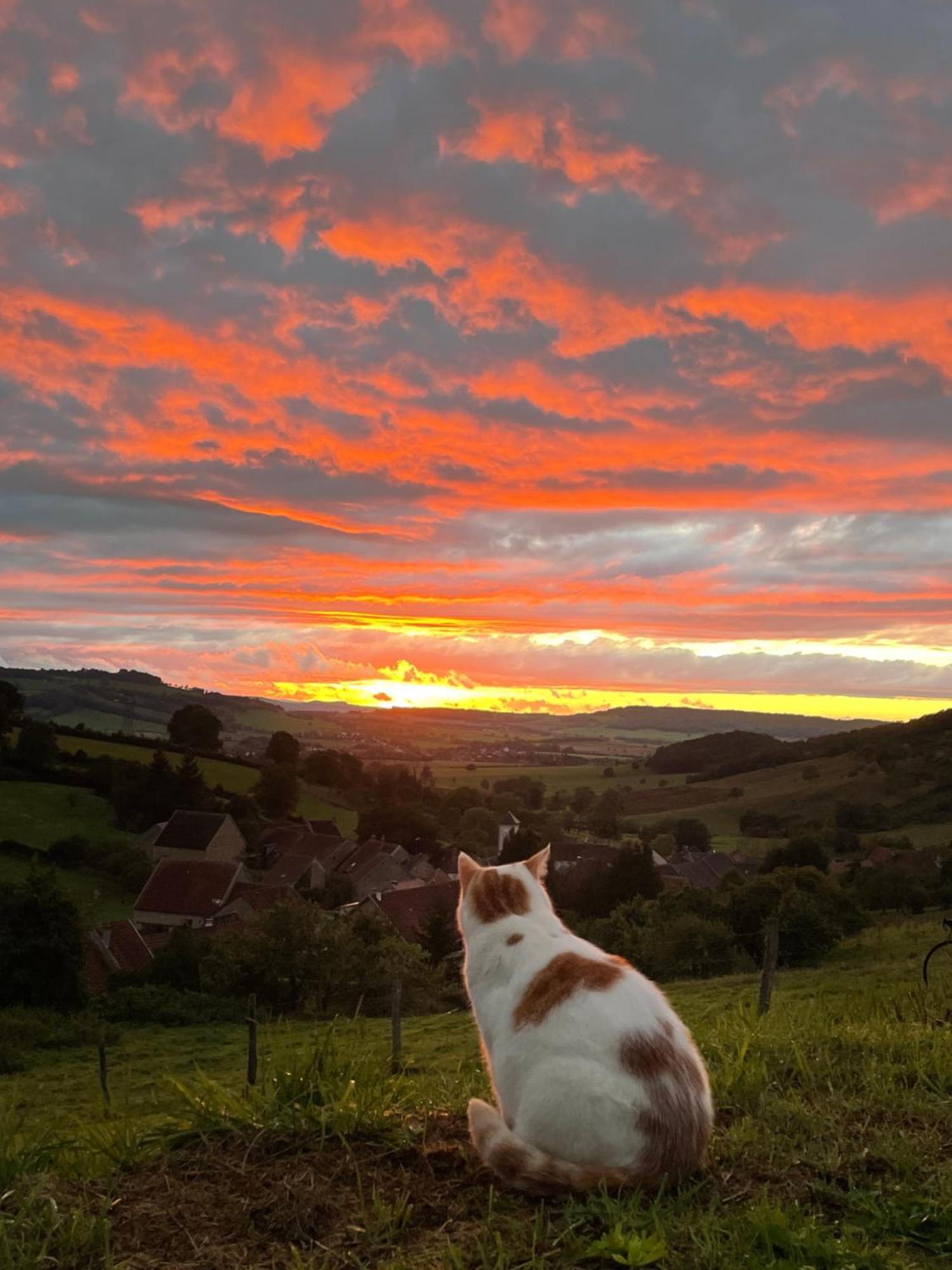 La Petite Maison Dans La Campagne Massingy-lès-Vitteaux Esterno foto